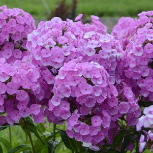 Phlox x 'Fashionably Early Flamingo' 