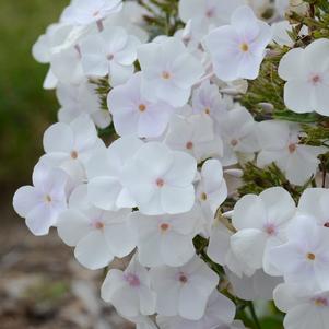 Phlox x 'Fashionably Early Crystal' 