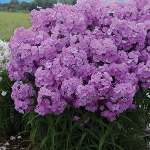 Phlox x 'Fashionably Early Princess' 