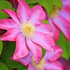 Clematis 'Asao' 