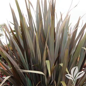 Phormium tenax 'Purpureum' 