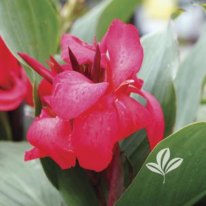 Canna x generalis 'Cannova Rose' 