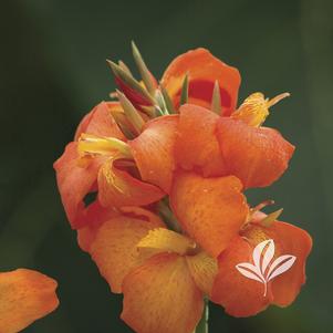 Canna x generalis 'Cannova Orange Shades' 