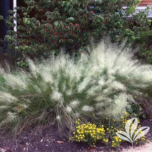 Muhlenbergia capillaris 'White Cloud' 