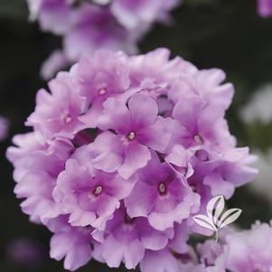 Verbena peruviana 'Balendpibi' 