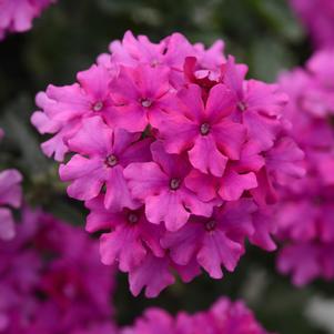 Verbena peruviana 'Balendmag' 