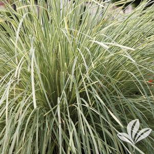 Lomandra longifolia 'Roma13' 