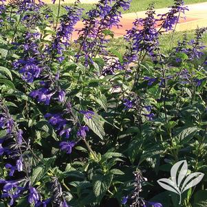 Salvia guaranitica 'Black & Bloom' 