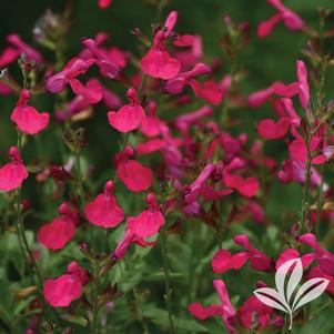 Salvia greggii 'Balmirpink' 