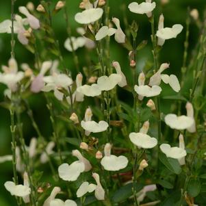 Salvia greggii 'Balmircemi' 