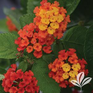 Lantana camara 'UF-1013A-2A' 