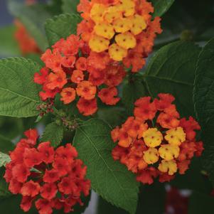 Lantana camara 'UF-1011-2' 