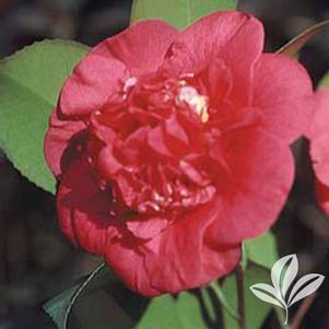 Camellia japonica 'April Tryst' 