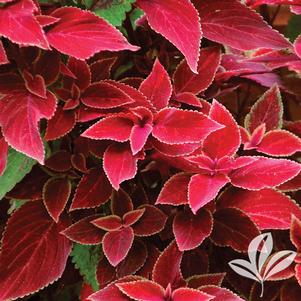 Coleus 'UF14241' 