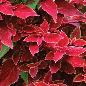 Coleus 'UF13424' 