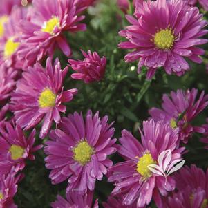 Aster dumosus 'Carmine Red' 