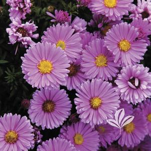 Aster dumosus 'Pink Chiffon' 