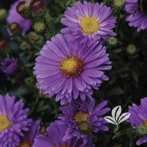 Aster dumosus 'Lilac Blue' 