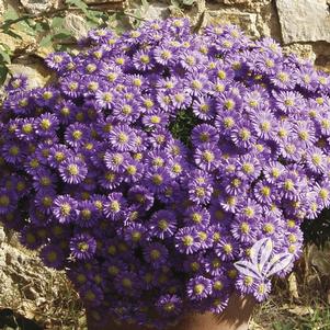 Aster dumosus 'Sapphire' 