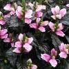 Chelone lyonii 'Armtipp02' 