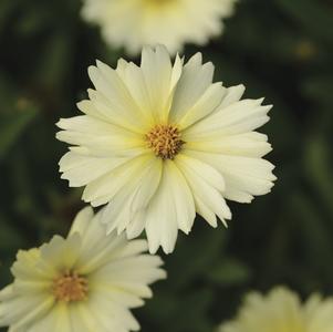 Coreopsis 'Balupteam' 