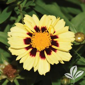 Coreopsis 'Balupteamed' 