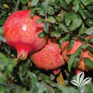 Punica granatum 'Texas Pink' 