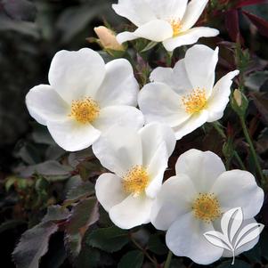 Rosa 'Radwhite' 