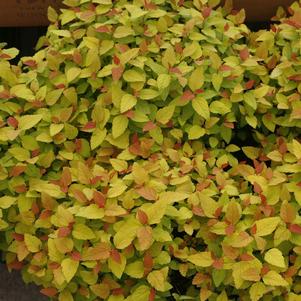 Spiraea japonica 'NCSX1' 