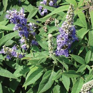 Vitex negundo 'Whit L' 