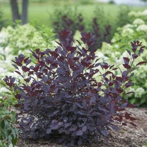 Cotinus coggygria 'NCCO1' 