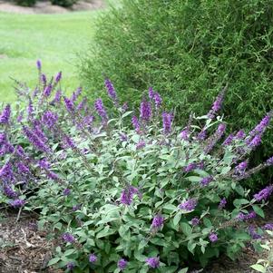 Buddleia 'Blue Chip Jr.' 