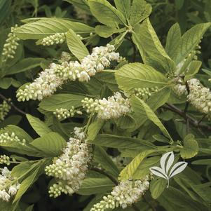 Clethra alnifolia 