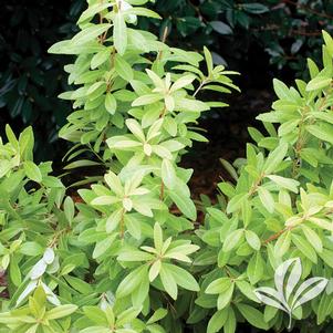 Illicium parviflorum 'Florida Sunshine' 