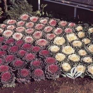 Brassica oleracea 'Osaka' 