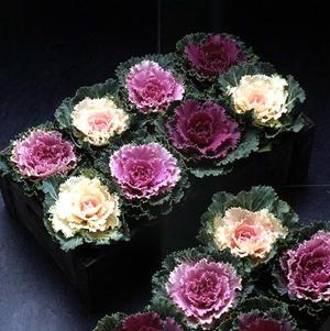 Brassica oleracea 'Songbird Mix' 