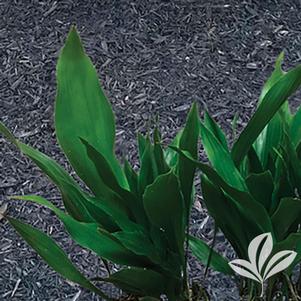 Aspidistra elatior 'Barr01' 