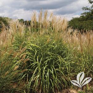 Miscanthus sinensis 'NCMS1' 