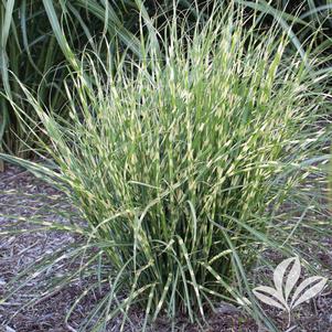 Miscanthus sinensis 'NCMS2B' 