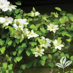 Clematis 'Guernsy Cream' 