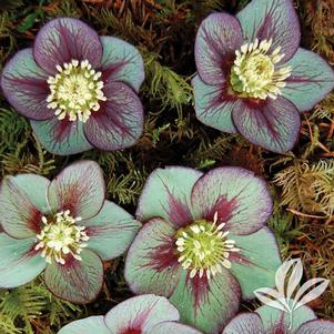 Helleborus 'Jade Star 