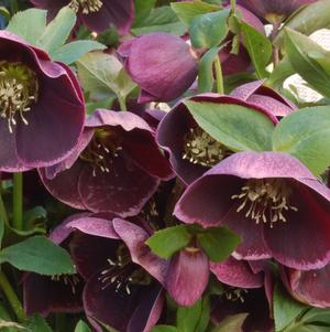 Helleborus 'Amethyst Glow' 