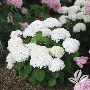 Hydrangea arborescens 'NCHA5' 