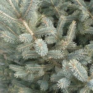 Picea glauca var. densata 'Westervelt' 