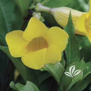 Allamanda cathartica 'Golden Butterfly' 