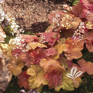 Heuchera x 'Southern Comfort' 