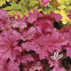 Heuchera 'Berry Smoothie' 