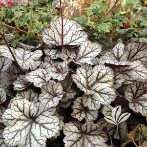 Heuchera 'Glitter' 