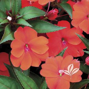 Impatiens x hybrida 'SAKimp011' 