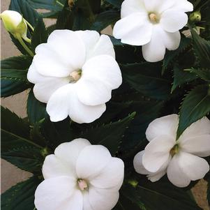 Impatiens x hybrida 'SAKimp027' 